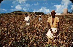 Cotton Picking Postcard