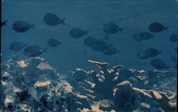 Ageless Coral Formations Cayman Islands Caribbean Islands Postcard Postcard