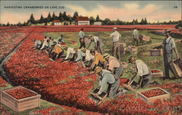 Harvesting cranberries on Cape Cod Massachusetts