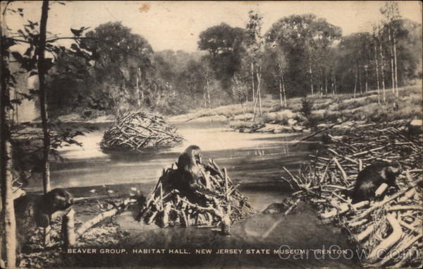 Beaver Group, Habitat Hall, New Jersey State Museum Trenton