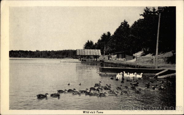 Wild Visit Tame Michigan