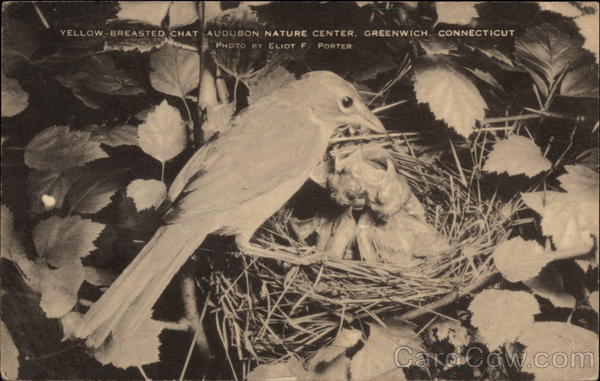 Yellow Breasted Chat, Audubon Nature Center Greenwich Connecticut