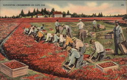 Harvesting cranberries on Cape Cod Postcard
