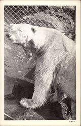 Hill City Zoo Black Hills, ND Bears Postcard Postcard