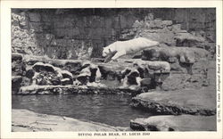 Diving Polar Bear, St. Louis Zoo Postcard