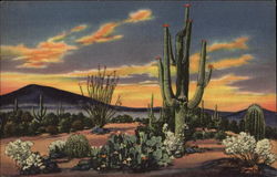 Sunset on the Desert Postcard
