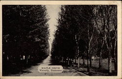 Maple Drive Waverly, TN Postcard Postcard