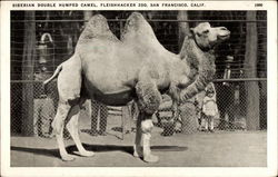 Siberian Double Humped Camel, Fleishhacker Zoo Postcard
