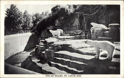 Polar Bears, St. Louis Zoo Postcard