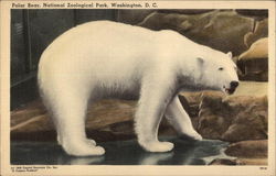 National Zoological Park Postcard