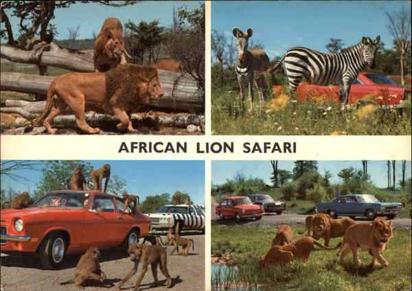 lion safari rockton