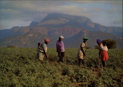 African Farmworkers Hoe a Field of Tomatoes Eastern Transvaal South Africa