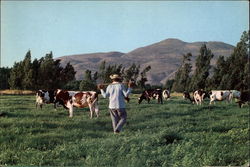 Shepherd on Daphna Fields Postcard