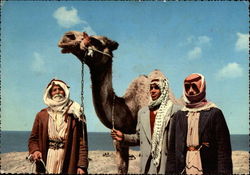 Camel Drivers Postcard
