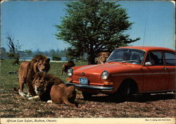 African Lion Safari Postcard