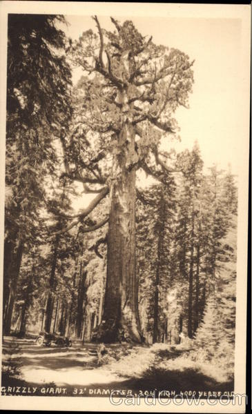 Grizzly Giant Wawona California