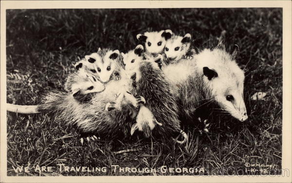 Possum with Babies on its Back Georgia