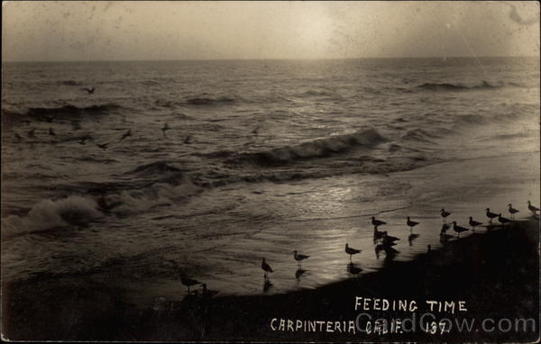 Feeding Time On the Beach Carpinteria California