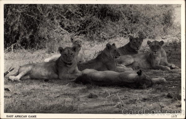 Pride of Lions - East African Game