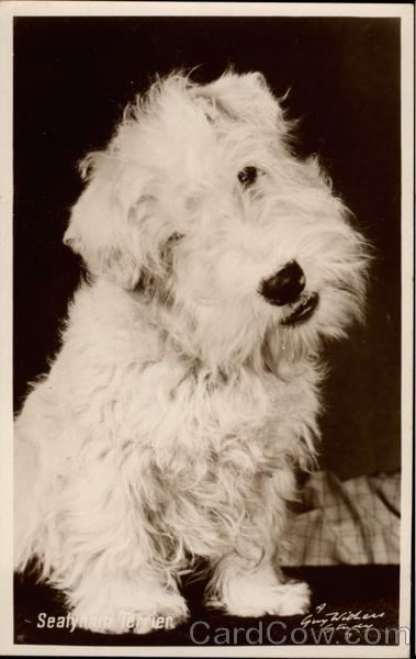 Sealyham Terrier Dogs
