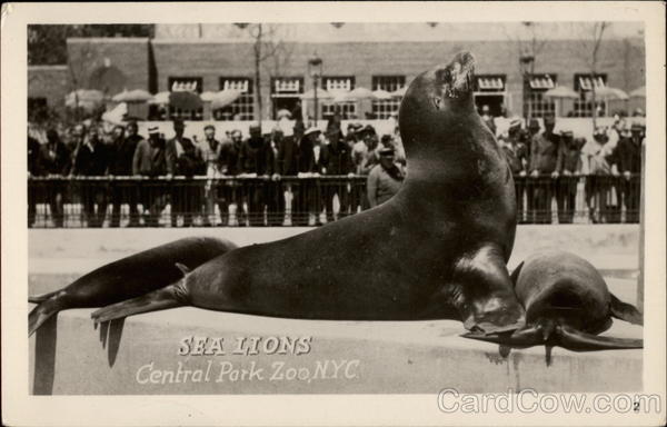 Sea Lions, Central Park Zoo New York