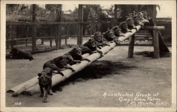 A Contented Group at Gay's Lion Farm El Monte California