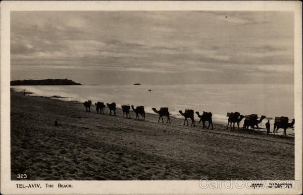 Camels on the Beach Tel-Aviv Israel