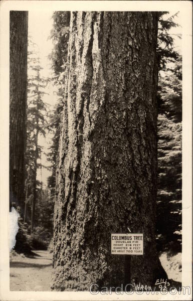 Columbus Tree Port Alberni BC Canada British Columbia