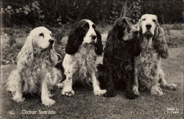 Cocker Spaniels Dogs