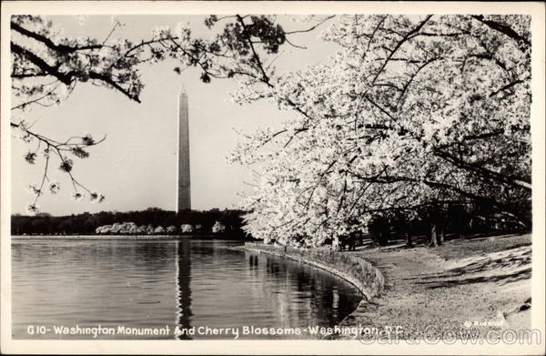 Washington Monument and Cherry Blossoms District of Columbia
