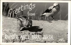 Greetings from Rainier National Park Washington Mount Rainier National Park Postcard Postcard