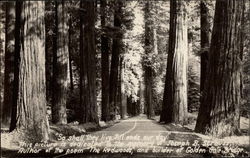 Highway Through the Redwoods Postcard