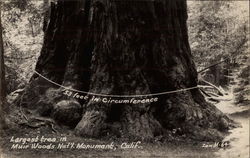 Largest Tree in Muir Woods National Monument Mill Valley, CA Postcard Postcard