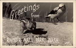 Greetings from Ranier National Park Postcard