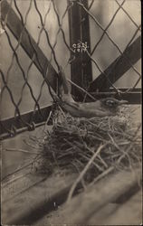 Bird on Nest Bird on Nest