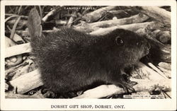 Canadian Beaver, Dorset Gift Shop Postcard