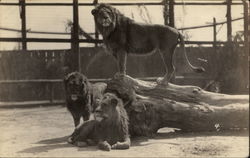 Group of Lions in Enclosure Postcard