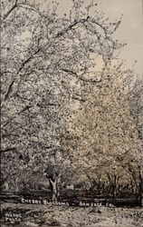 Cherry Blossoms Postcard