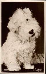 Sealyham Terrier Dogs Postcard Postcard