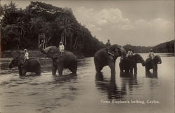 Tame Elephants Bathing, Ceylon Postcard