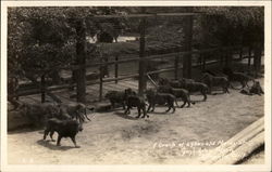 A Group of 2 Year Old Male Lions at Gay's Lion Farm Postcard