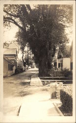 Provincetown, Mass Postcard