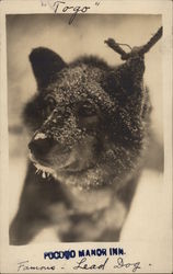 "Togo" the Famous Lead Dog Postcard