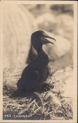 Cormorant Postcard