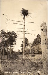 Eagle's Nest Manistique, MI Postcard Postcard