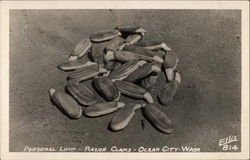 Personal Limit - Razor Clams Ocean City, WA Postcard Postcard