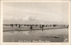 Clam Digging Copalis Beach, WA Postcard Postcard