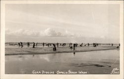 Clam Digging Postcard