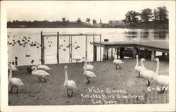 White Swans, Kellogg Bird Sanctuary Gull Lake, MI Birds Postcard Postcard