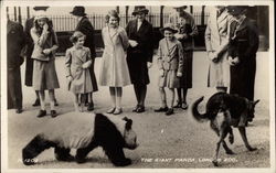 The Giant Panda & Large Dog, London Zoo England Postcard Postcard